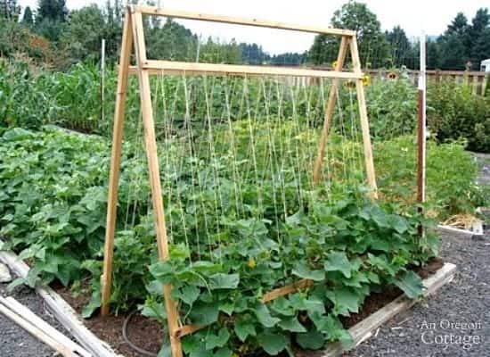 Cucumber Trellis Idea