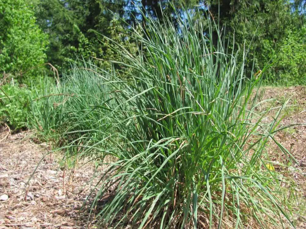 Harvest the weeds before they have set seed