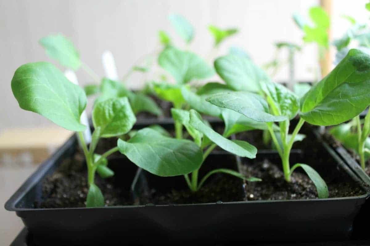 Seedlings