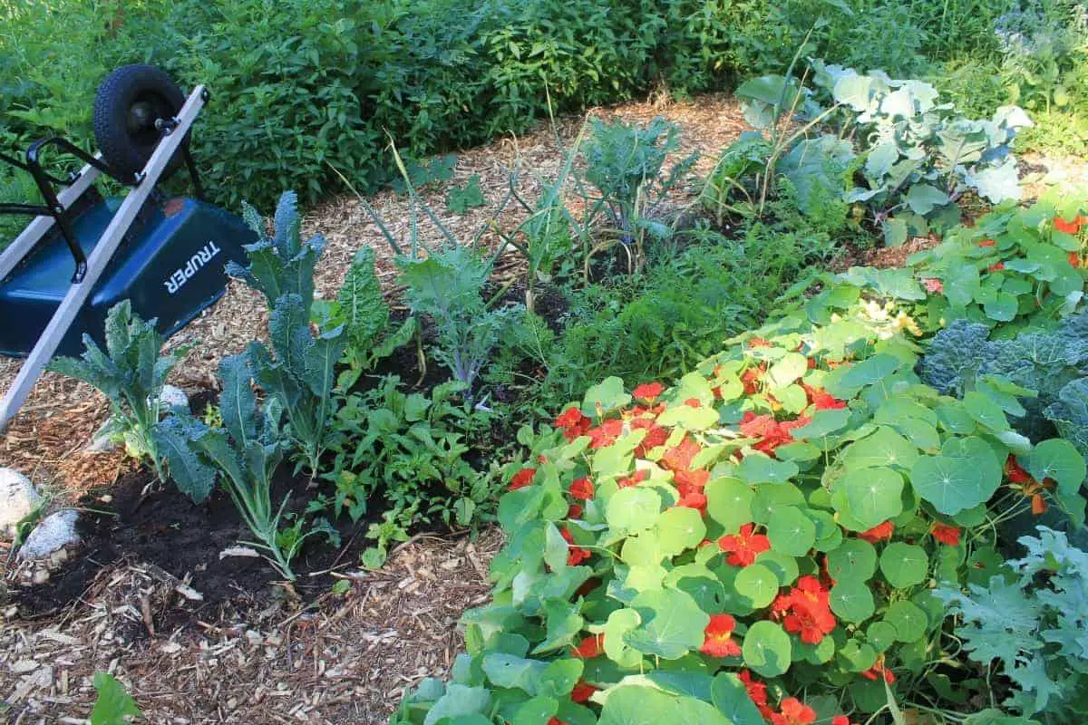 Wood chip garden mulch