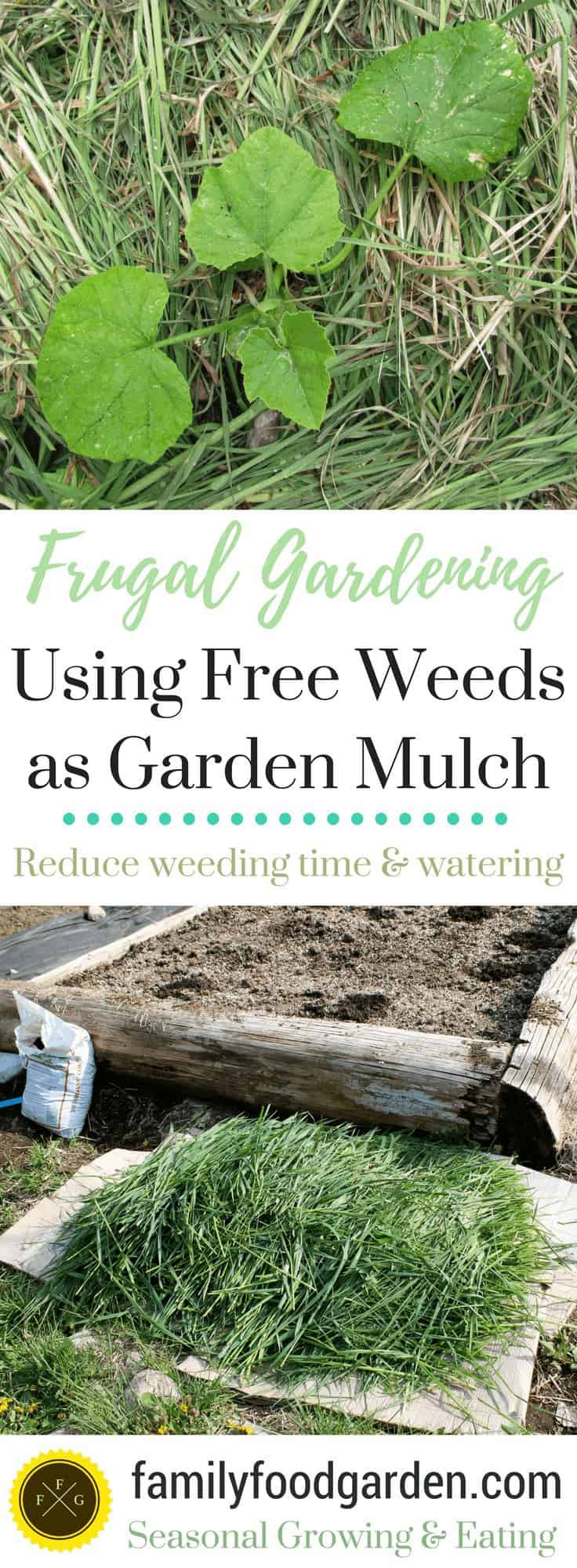 Using weeds as free garden mulch