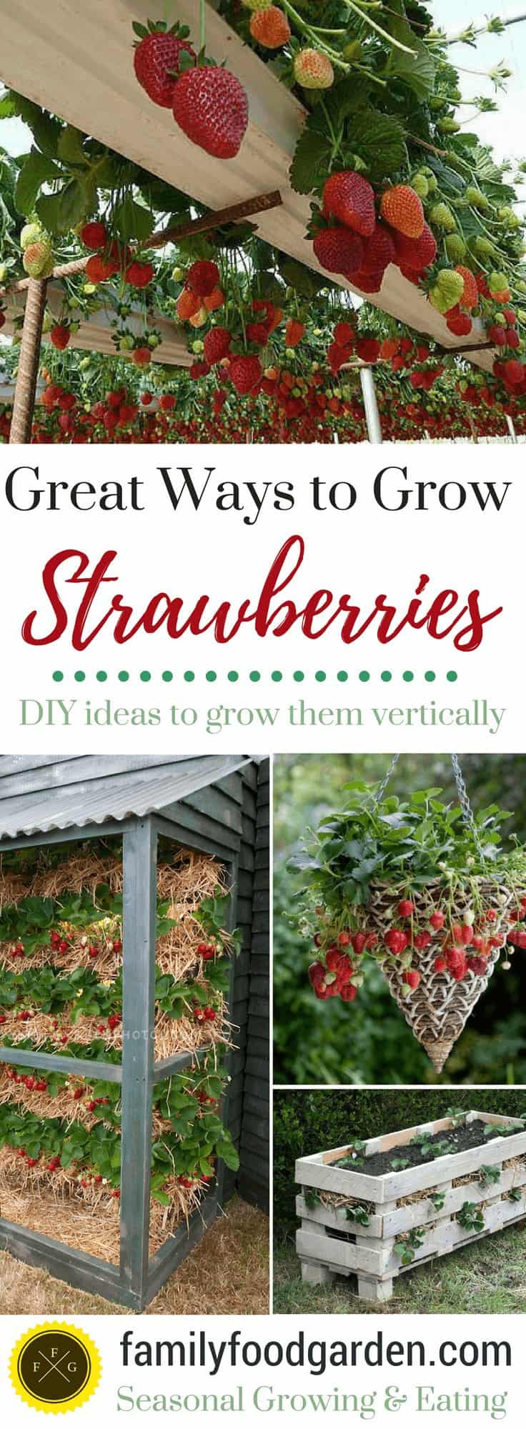 Grow strawberries in pots and containers