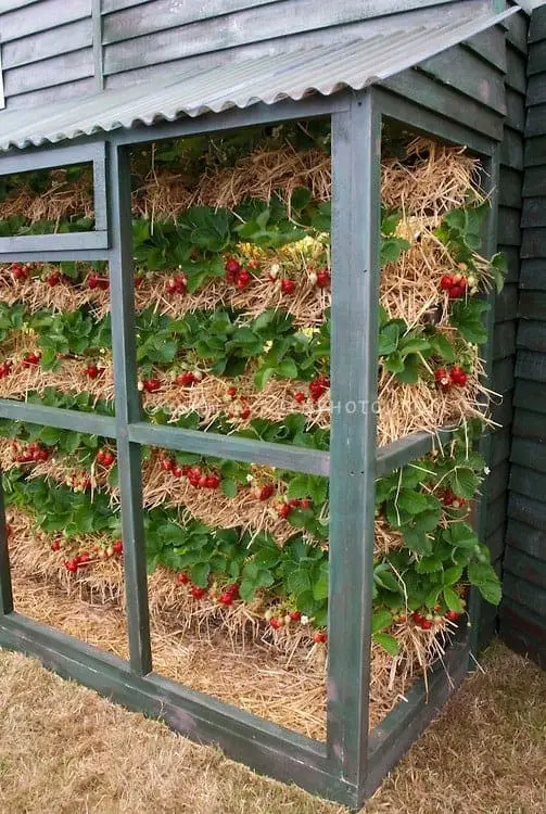 Vertical strawberry gardening