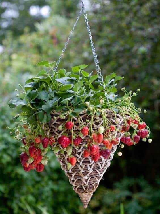 Grow strawberries in a hanging basket