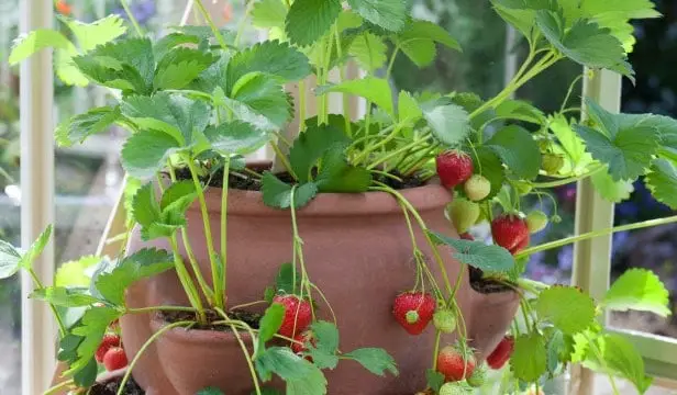 Strawberry growing in vertical container