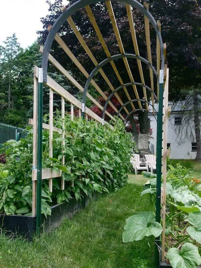 Vertical Gardening Ideas: Tomato Trellis