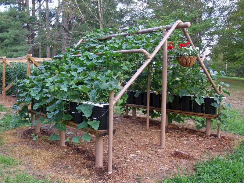 Vertical Gardening Ideas: PVC Trellis