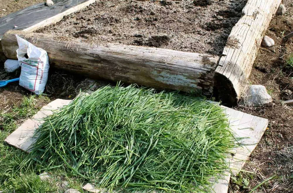 Garden Mulching Using Weeds