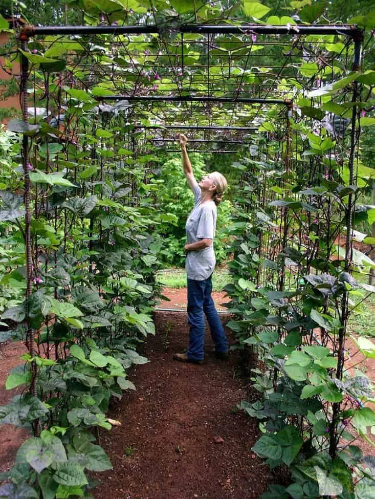 Vertical Gardening Ideas: Bean Tunnel