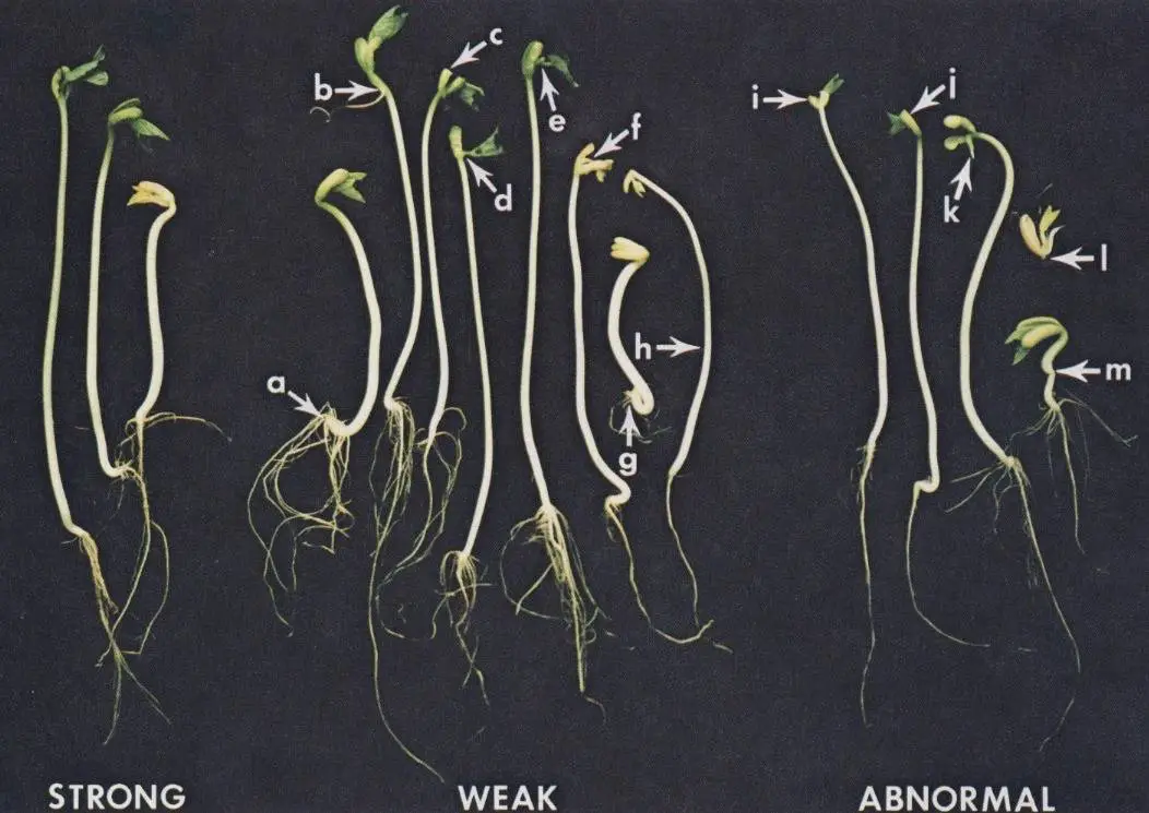 Seed Vigour Testing