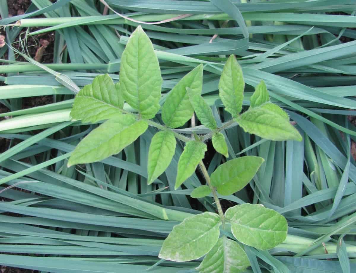 Using Grass Mulch Around A Tomato Plant