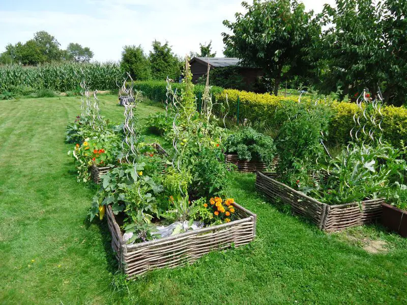 Raised Vegetable Garden Beds & Ideas