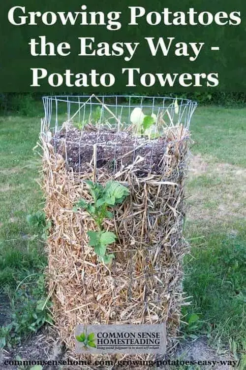 Growing potatoes the easy way - Potato towers