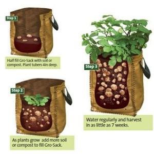 Growing Potatoes in Containers step by step