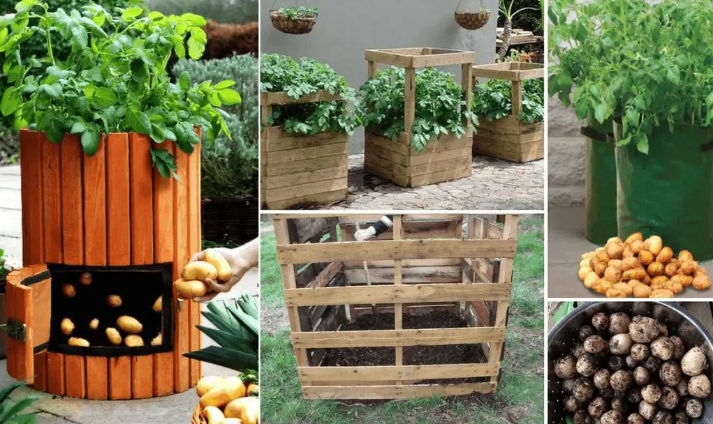 How To Grow Potatoes In Containers In Your Garden