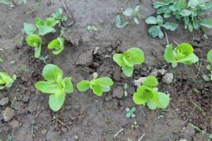 overhead view of seedlings that have been thinned out