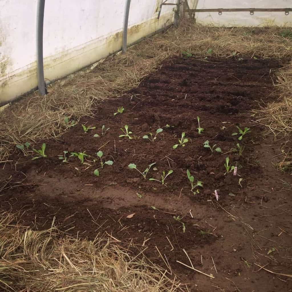 Mulching the Greenhouse