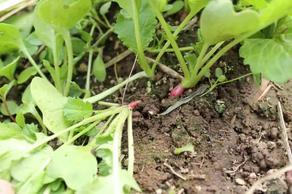 Importance of thinning out your seedlings