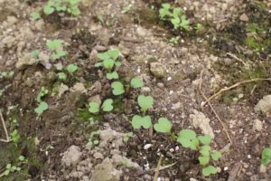 seedlings that have been thinned out