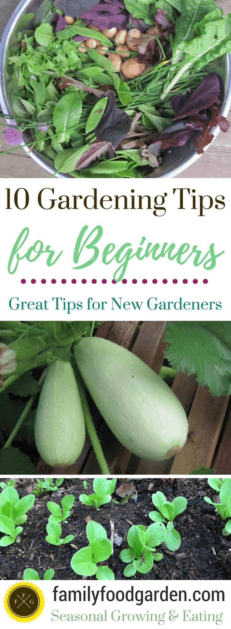 10 Gardening Tips for Beginners: Great Tips for New Gardeners