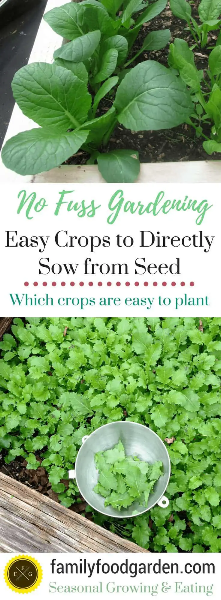 The easiest vegetables to grow