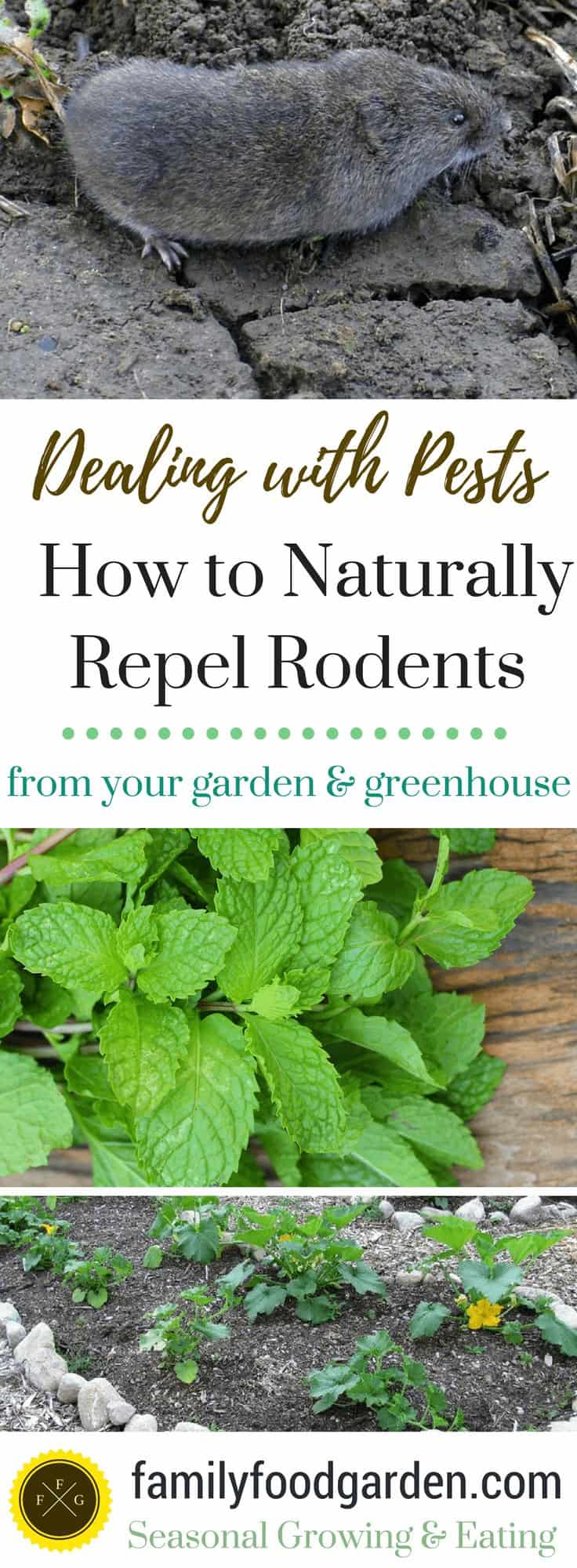 Natural Ways to Repel Rodents from your Garden