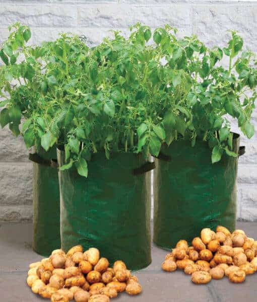 Potato Grow Bag