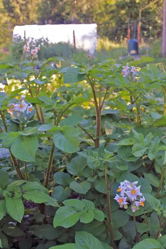 Potatoes Flowering