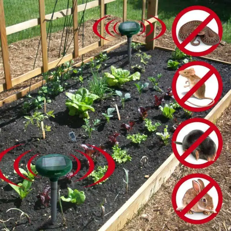 Natural Ways to Repel Rodents from your Garden | Family Food Garden