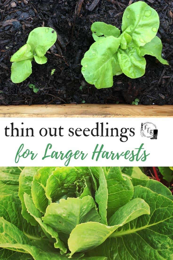 Thin out seedlings for Larger Harvests