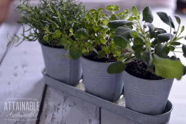 Window Sill Herb Planter