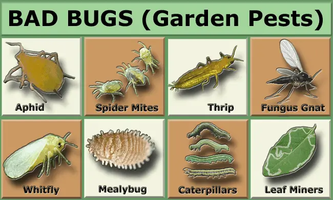 Bugs chart