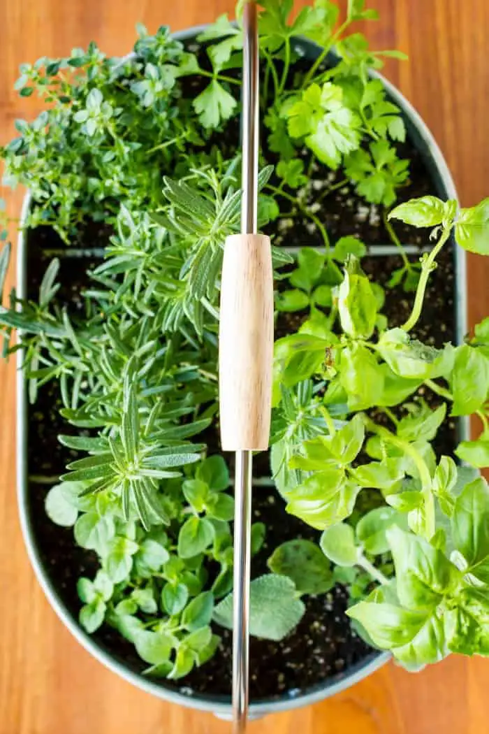 Beautiful Container Herb Garden