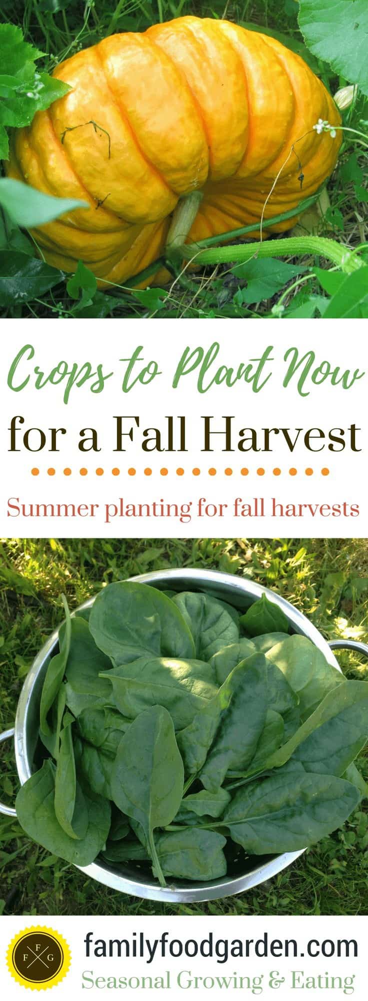 Crops to Plant for a Fall Garden