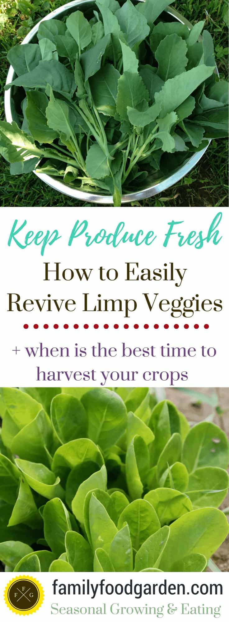 How to Revive Limp Produce + Best Time to Harvest