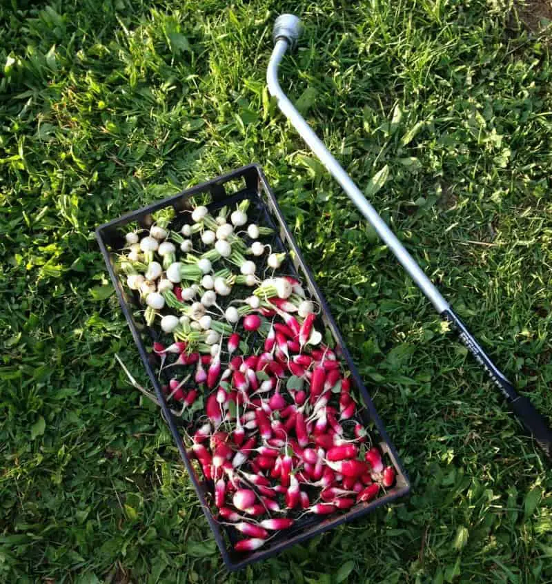 Wash Root Veggies Outdoor