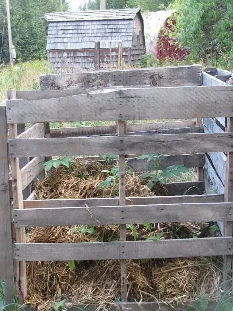 Grow potatoes in a re-purposed wooden pallet container!