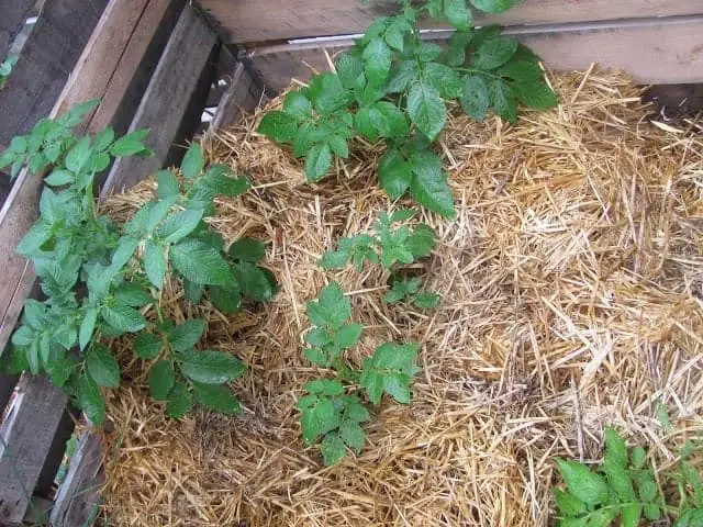 Using straw from the pallets as mulch around the plants