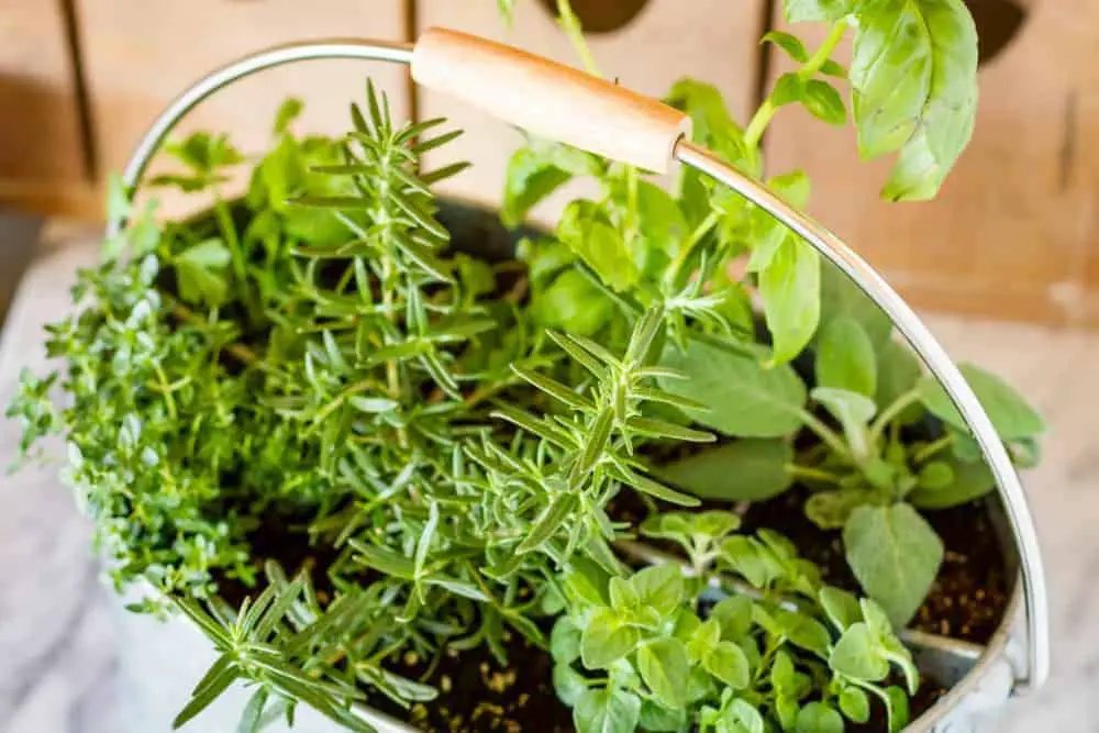 Indoor Herb Container Garden