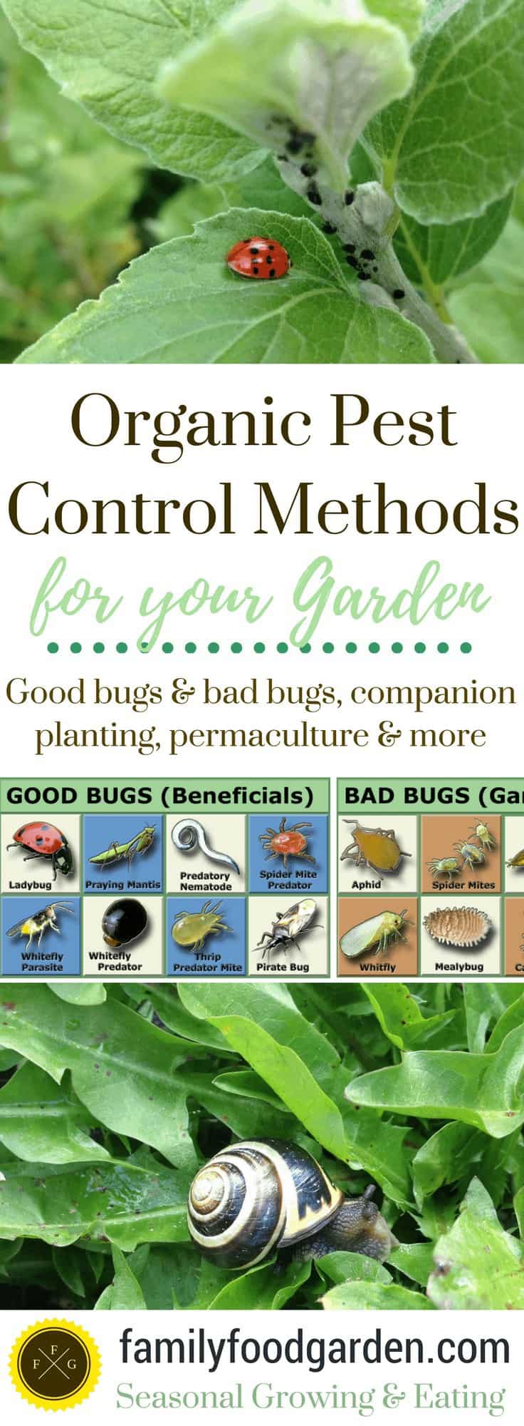 Organic Pest Control In Your Garden Family Food Garden