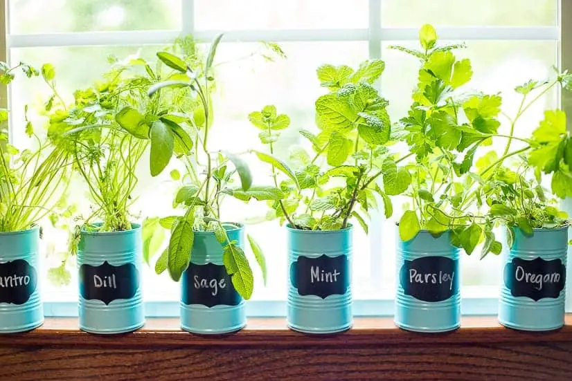 Window Herb Garden Using Tins