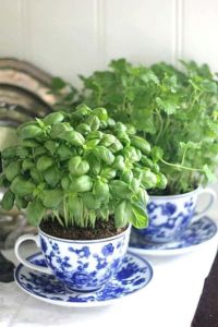 Basil growing in a teacup