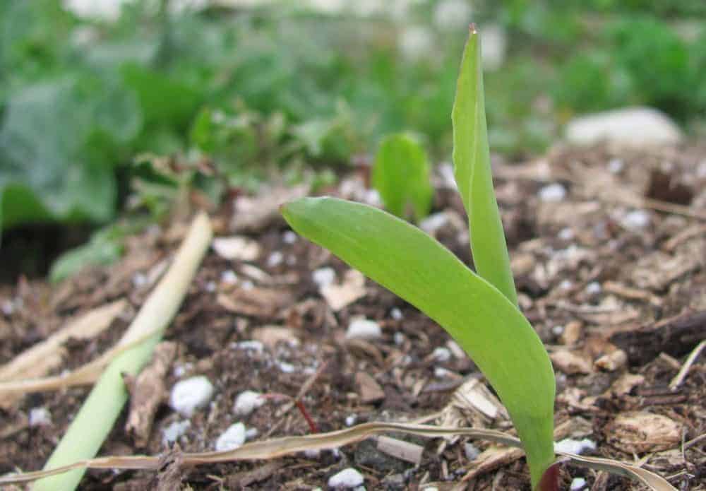 Corn seedling