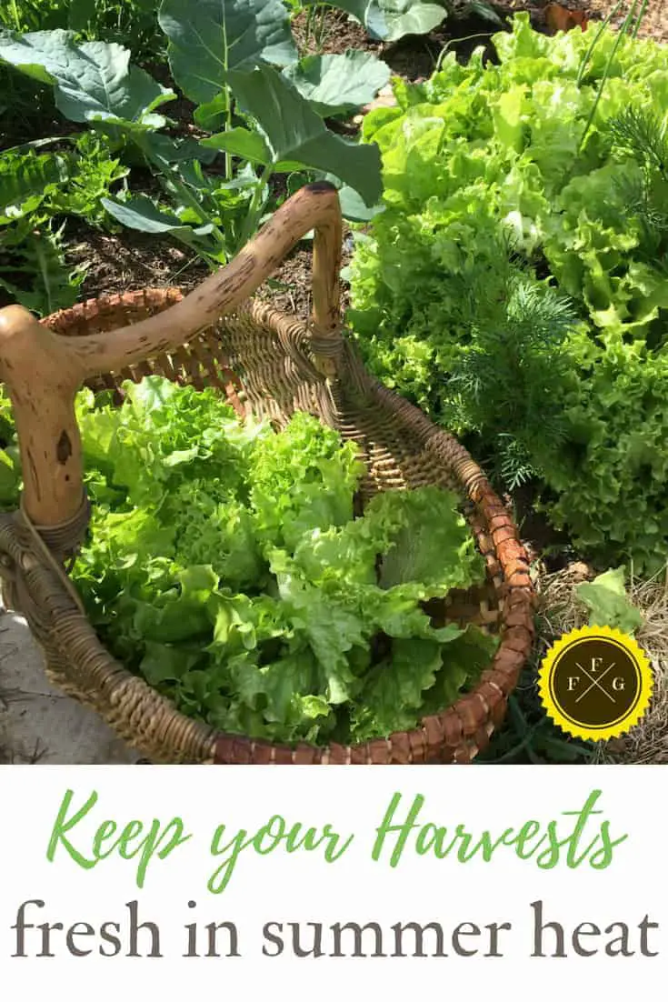 Harvest crops in the summer heat