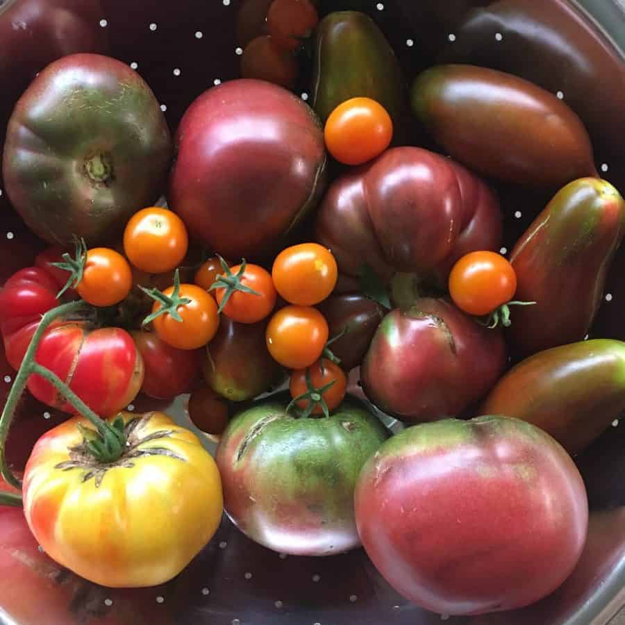 Recipe for canning garden fresh tomato salsa