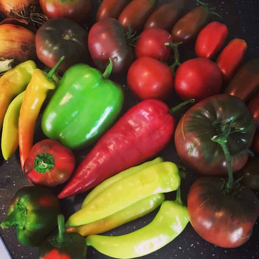 Recipe for canning garden fresh tomato salsa