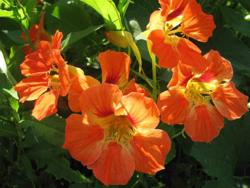 Edible flowers- Nasturtiums