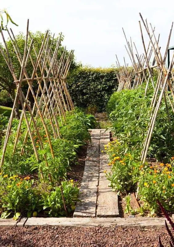 Tomato Trellis Cages