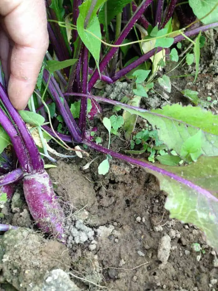 Best Vegetables For Clay Soil