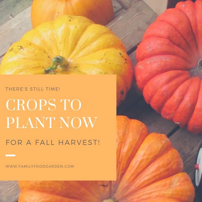 FamilyFoodGarden: Crops To Plant Now For A Fall Harvest